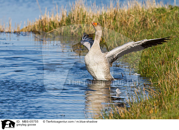 greylag goose / MBS-05755