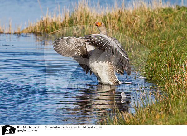 greylag goose / MBS-05756
