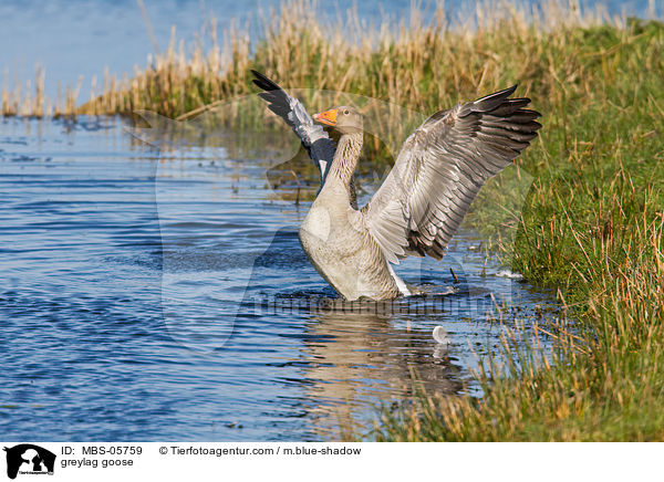 greylag goose / MBS-05759