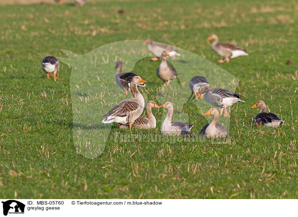 greylag geese / MBS-05760