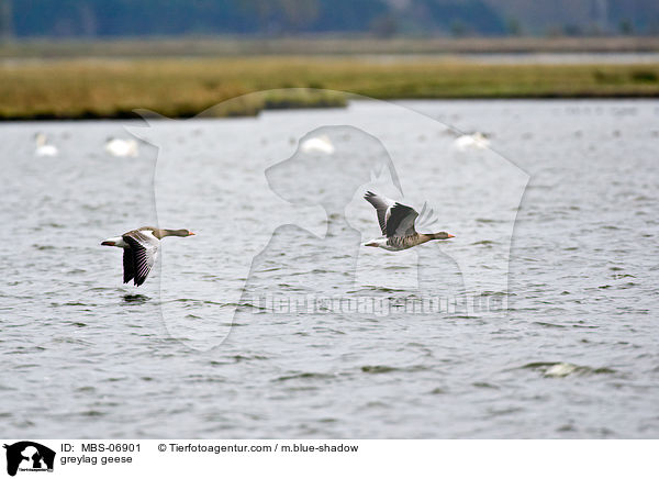 greylag geese / MBS-06901