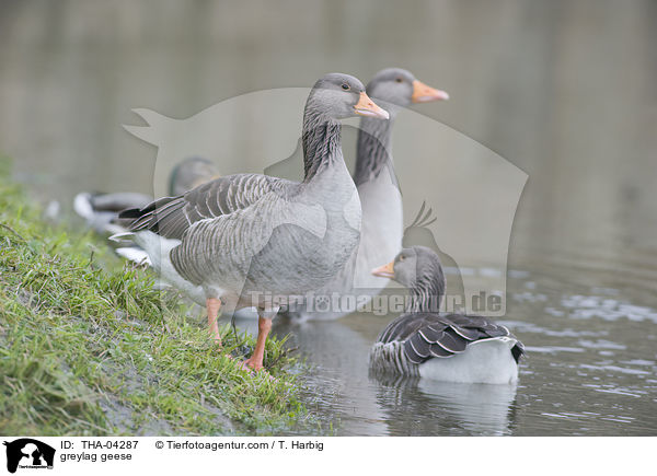 greylag geese / THA-04287