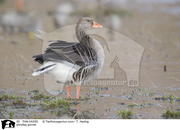 greylag goose / THA-04290
