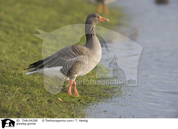 greylag goose / THA-04296