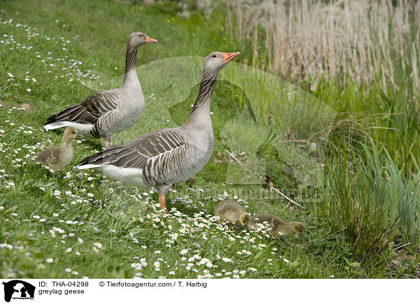 greylag geese / THA-04298
