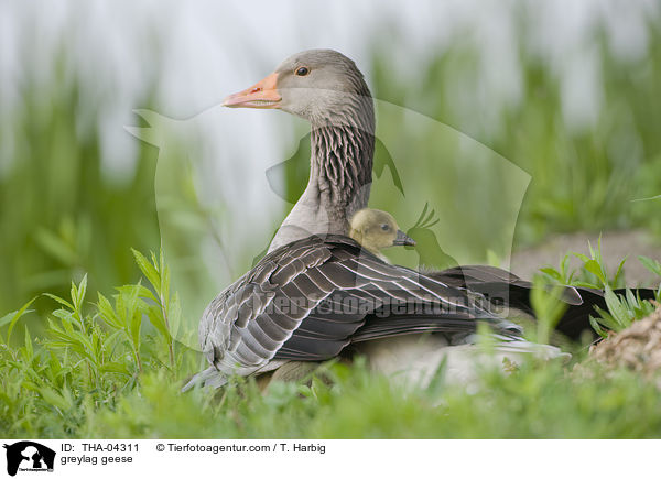 greylag geese / THA-04311