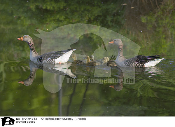 Graugnse / greylag geese / THA-04313
