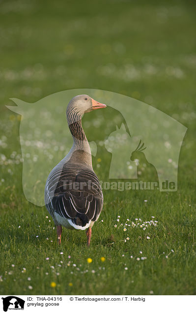 greylag goose / THA-04316