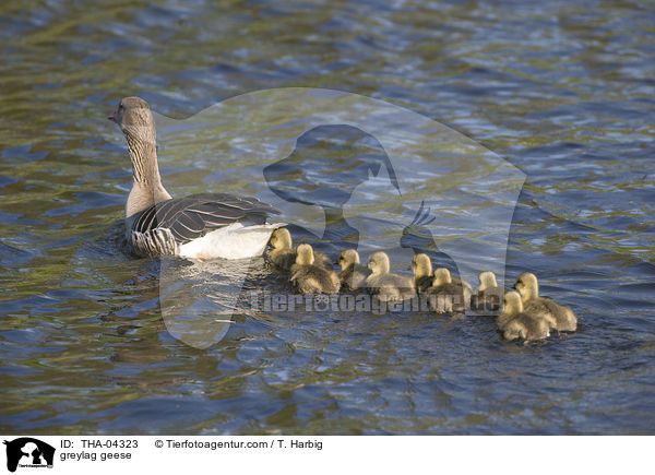 greylag geese / THA-04323