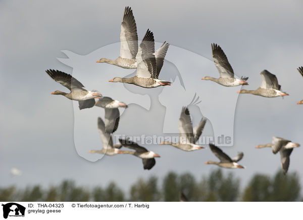 greylag geese / THA-04325
