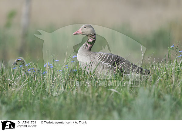 greylag goose / AT-01701
