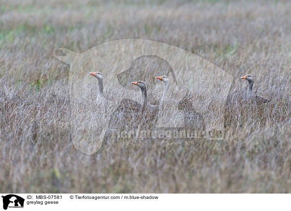 greylag geese / MBS-07581