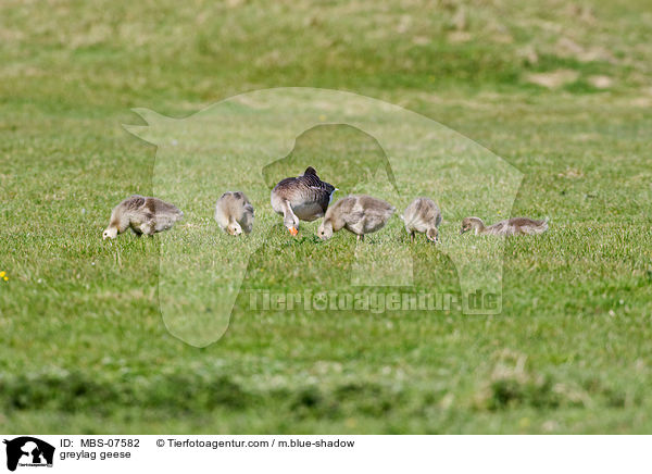 greylag geese / MBS-07582