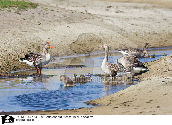 greylag geese / MBS-07583