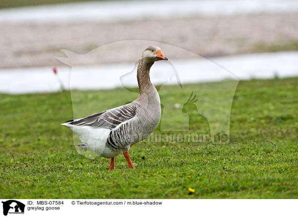 greylag goose / MBS-07584