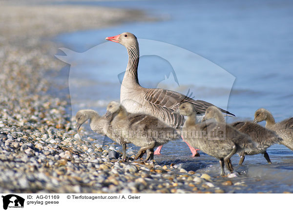 greylag geese / AG-01169
