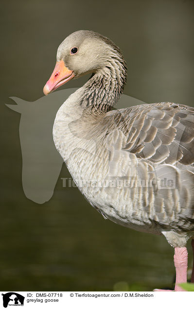 greylag goose / DMS-07718