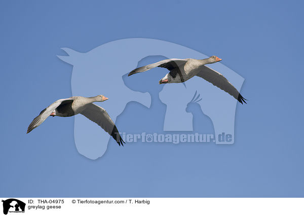 greylag geese / THA-04975