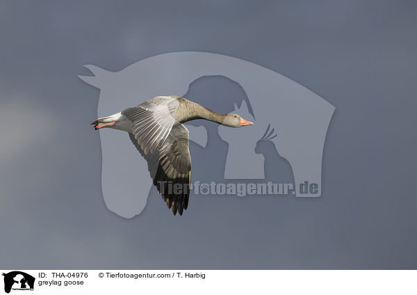 greylag goose / THA-04976