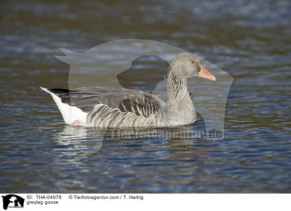 greylag goose / THA-04978