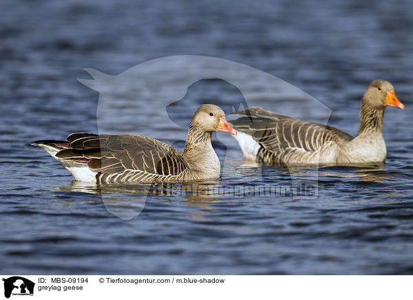 greylag geese / MBS-09194
