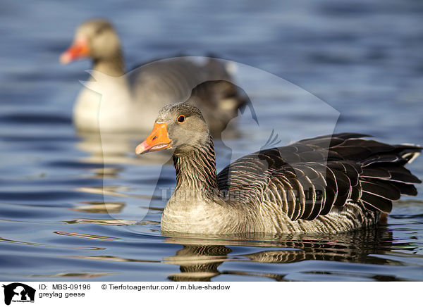 greylag geese / MBS-09196