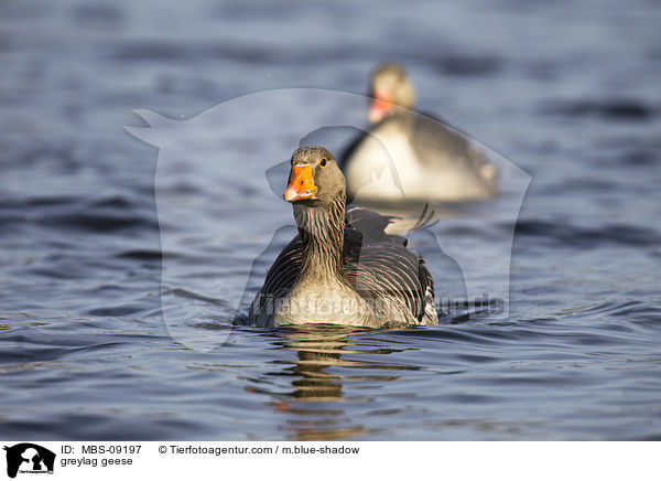 greylag geese / MBS-09197