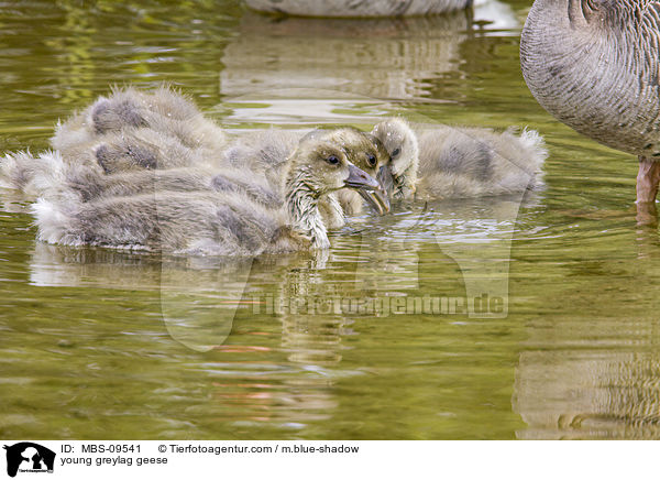 young greylag geese / MBS-09541