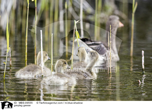 greylag geese / MBS-09555