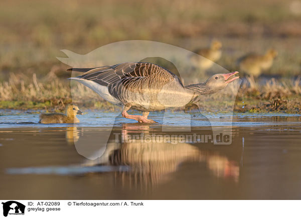 Graugnse / greylag geese / AT-02089