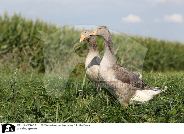 greylag geese / JH-23451