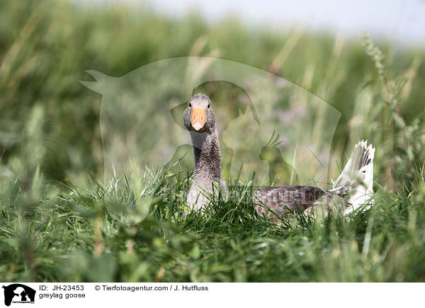 greylag goose / JH-23453