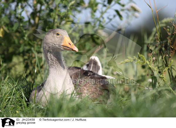 greylag goose / JH-23458