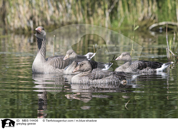 greylag geese / MBS-14406