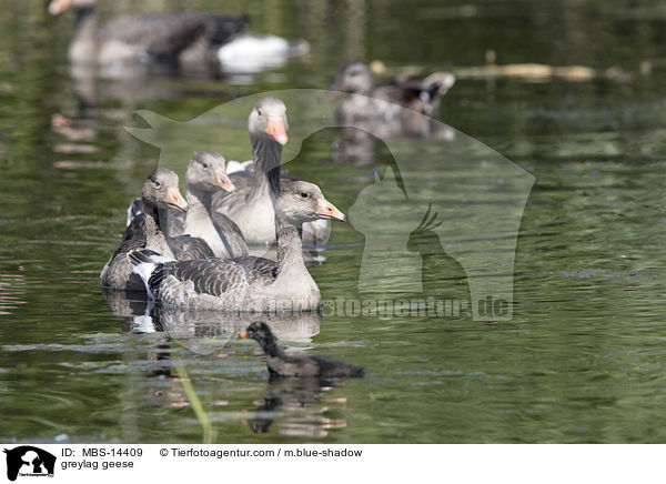 greylag geese / MBS-14409