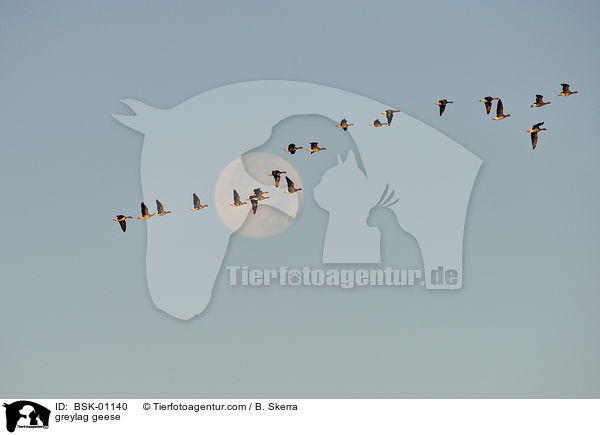 greylag geese / BSK-01140