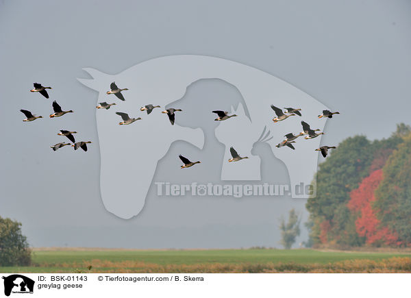 greylag geese / BSK-01143