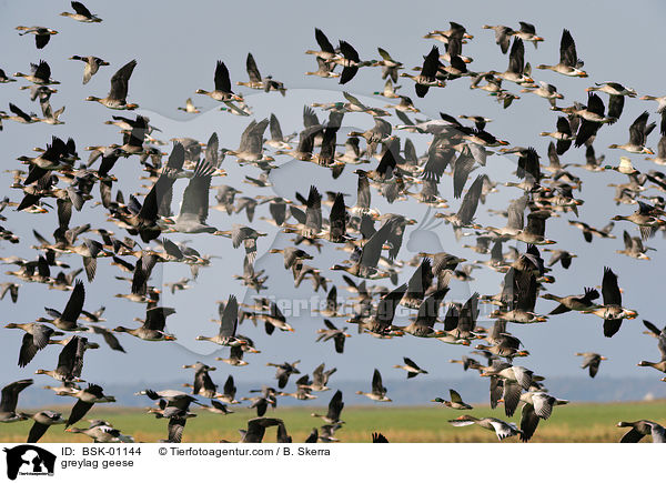 Graugnse / greylag geese / BSK-01144
