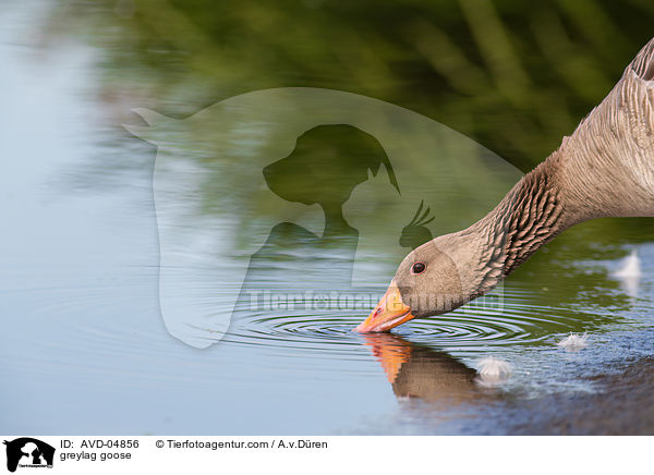 greylag goose / AVD-04856