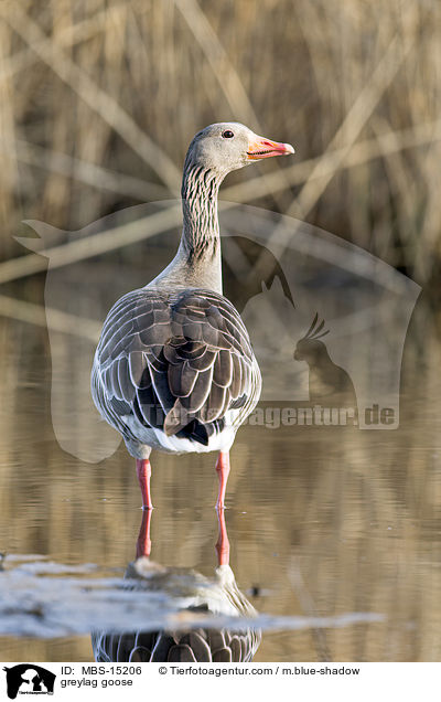 greylag goose / MBS-15206