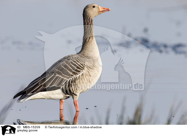 greylag goose / MBS-15209