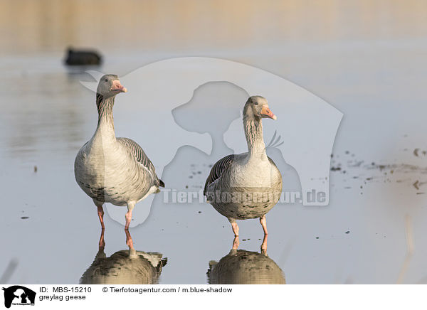 greylag geese / MBS-15210