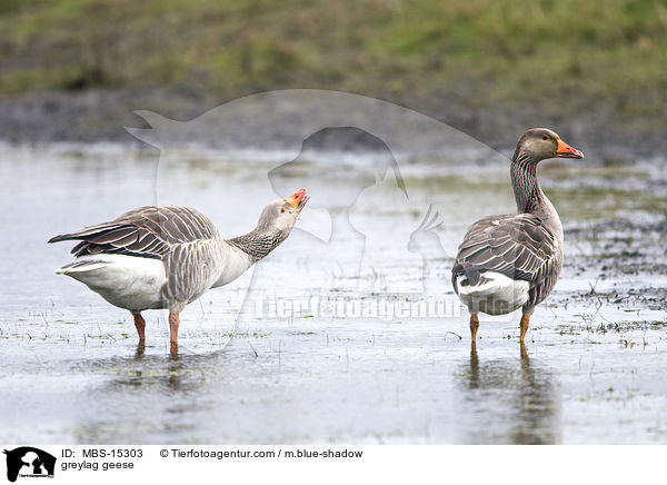 greylag geese / MBS-15303