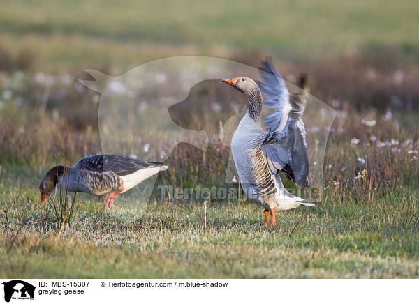 greylag geese / MBS-15307