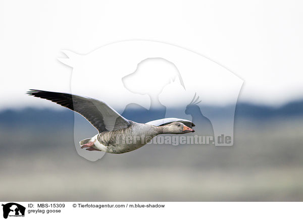 greylag goose / MBS-15309