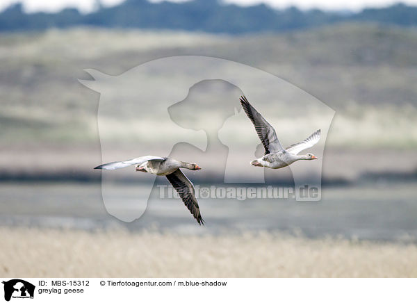greylag geese / MBS-15312