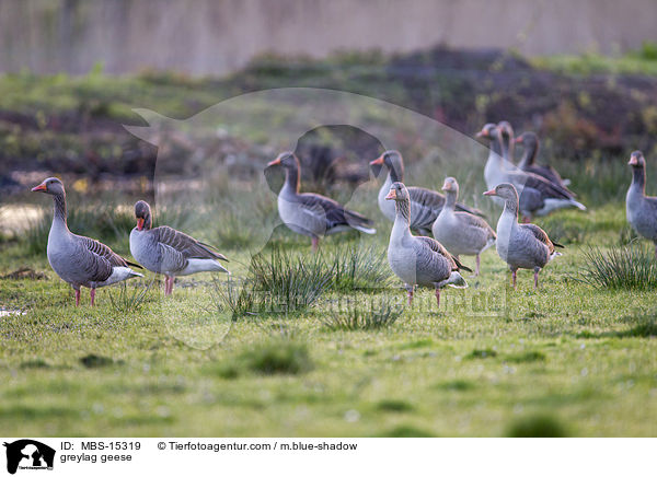 greylag geese / MBS-15319