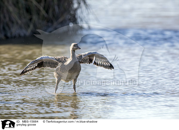 greylag goose / MBS-15884