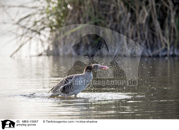 greylag goose / MBS-15887