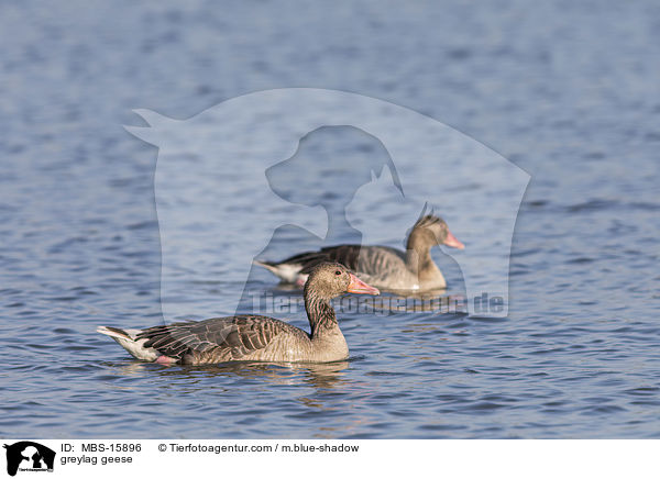 greylag geese / MBS-15896